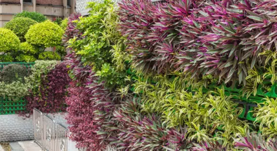 Plantas para jardim vertical