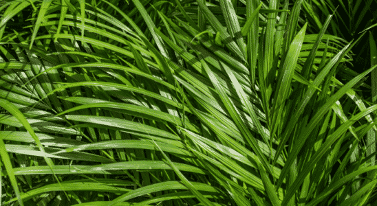 Areca Bambu
