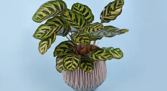 Calathea makoyana