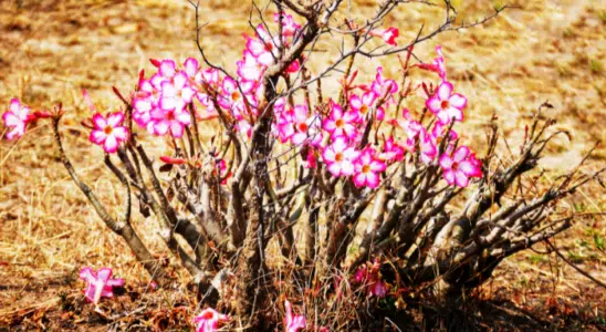 Como cuidar da planta Rosa do Deserto