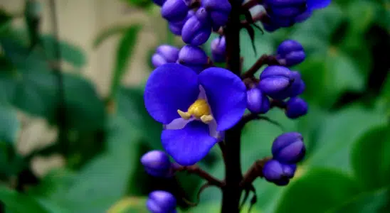 Gengibre azul