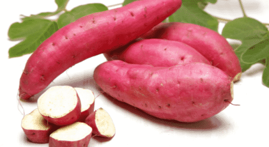 Como cultivar batata-doce
