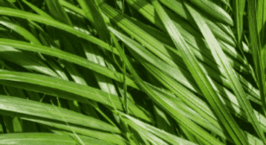 cropped-Areca-Bambu.png