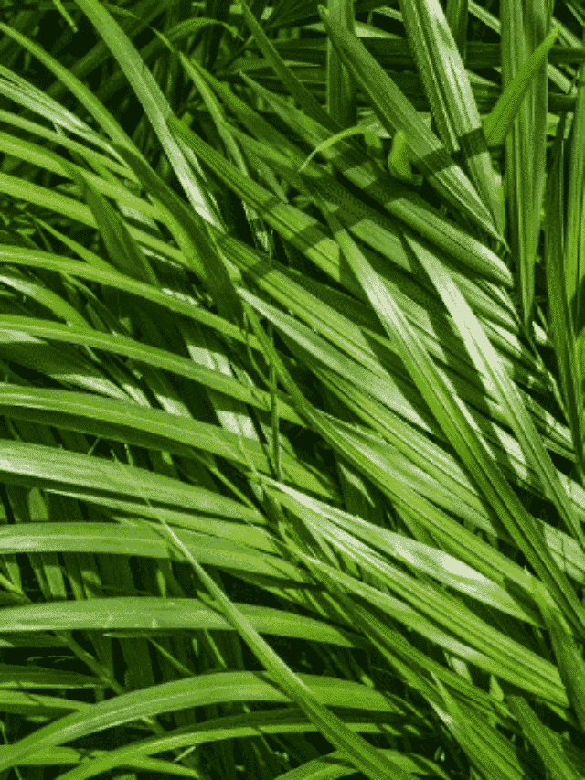 Palmeira Areca Bambu ou Dypsis Lutescens: Veja Como Cuidar