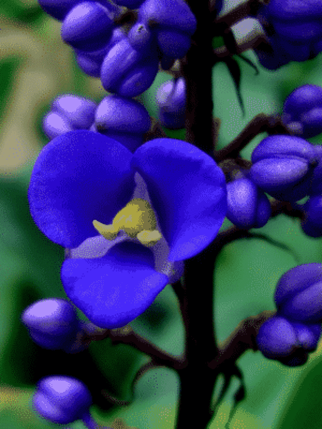 Gengibre Azul Ou Dichorisandra Thyrsiflora: Flores De Cores Incríveis