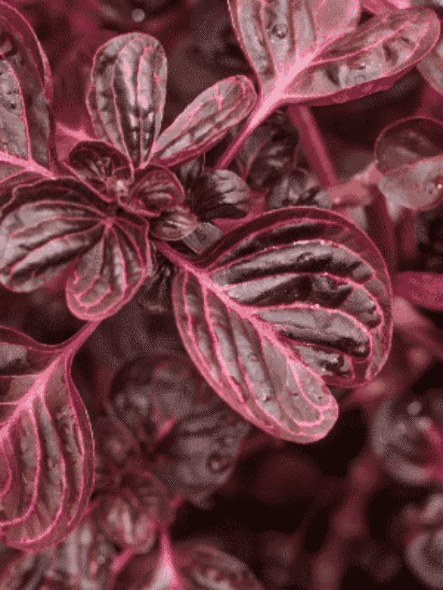 Iresine Herbstii ou Coração Magoado: Arbusto de Folhas Vermelhas