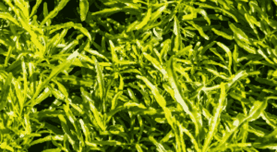 cropped-Pteris-Cretica-1.png