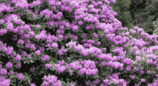 cropped-flor-azaleia.png