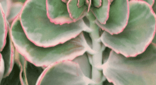 cropped-kalanchoe-fedtschenkoi.png