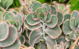 Kalanchoe fedtschenkoi