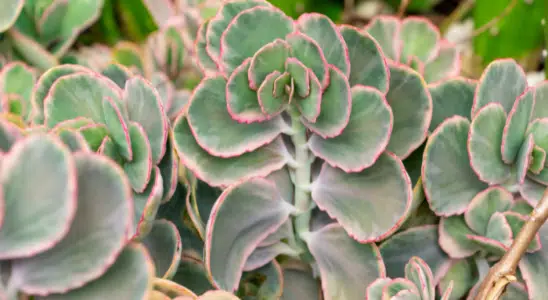 Kalanchoe fedtschenkoi