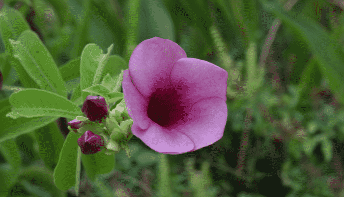 plantas que atraem beija-flores Allamanda blanchetii