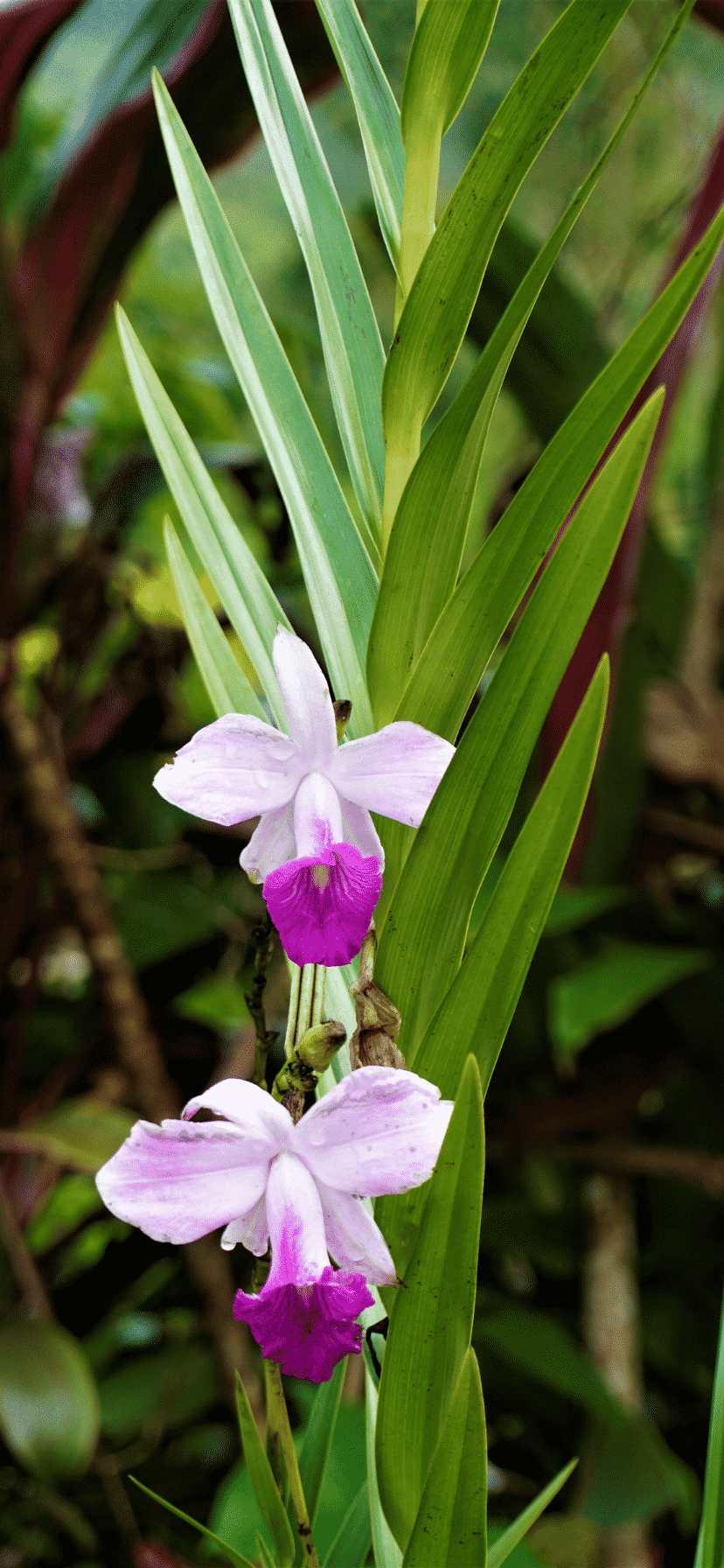 Arundina: A Orquídea Terrestre Mais Procurada Para Jardins - Terragam