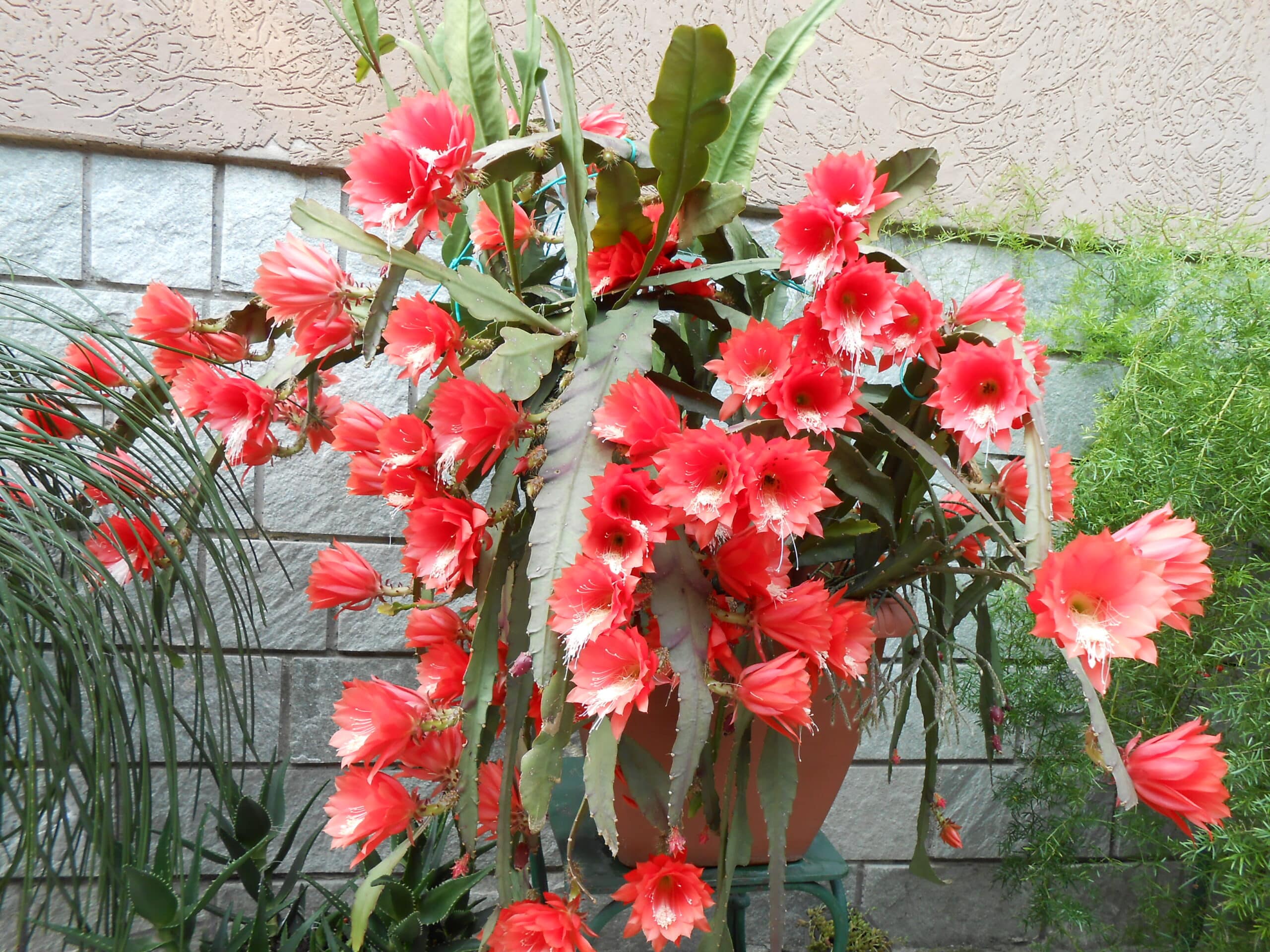 Disocactus Ackermannii ou Cacto Orquídea: Veja Como Cultivar - Terragam