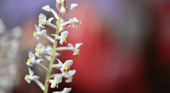 orquídea pipoca