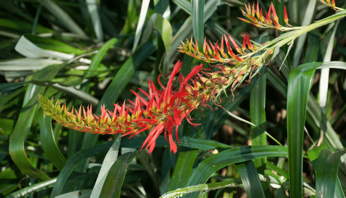 Pitcairnia flammea plantas que atraem beija-flores
