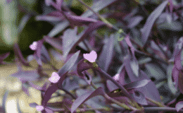 Tradescantia Pallida