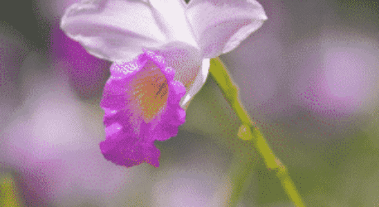 cropped-Arundina-graminiflora.png