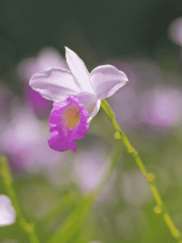 Arundina: A Orquídea Terrestre Mais Procurada Para Jardins