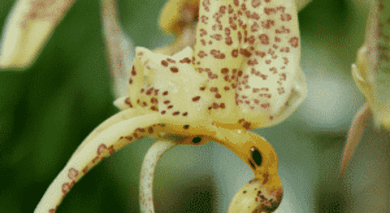 cropped-Como-cuidar-de-orquideas.png