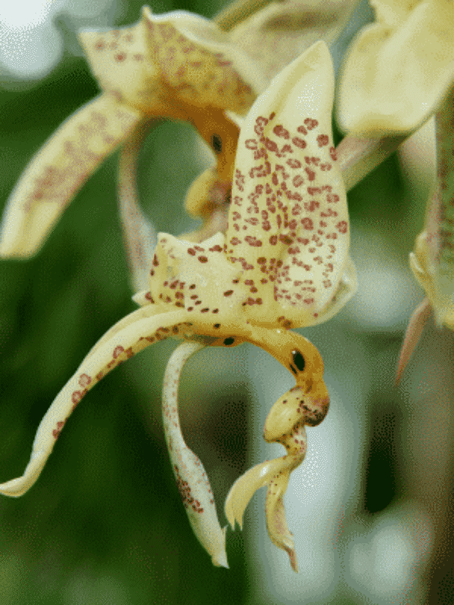Como Cuidar De Orquídeas Em Casa: 7 Regras de Ouro