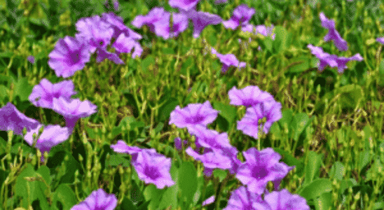 cropped-Ipoema-corda-de-viola.png