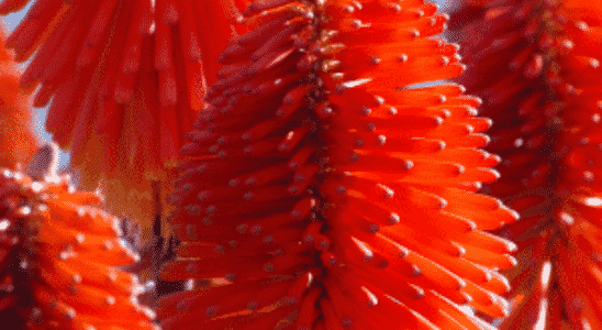 cropped-Kniphofia-uvaria.png