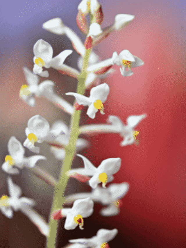 Ludisia Discolor ou Orquídea Pipoca: Saiba Como Cultivar