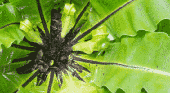 cropped-Planta-Asplenio.png