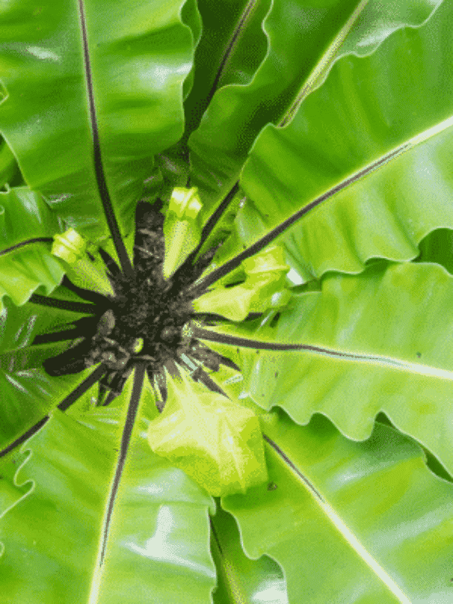 Planta Asplênio: Como Cuidar Dessa Linda Samambaia