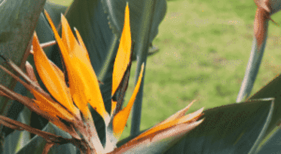 cropped-Strelitzia-reginae-1.png