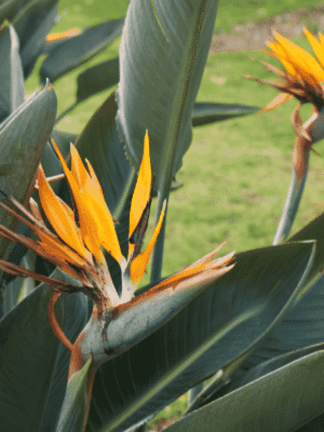 Plantas Que Atraem Beija-Flores Para O Seu Jardim