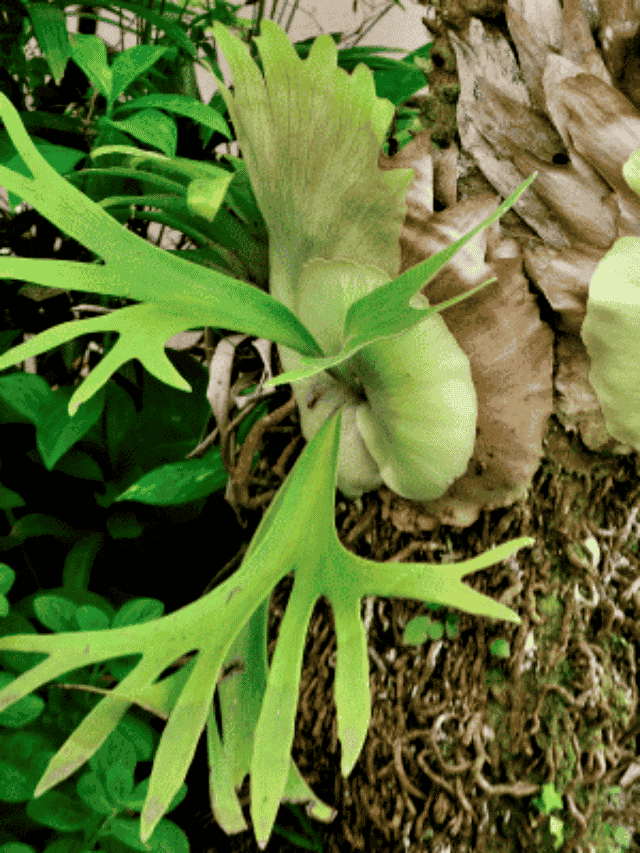 Chifre de Veado: Como Cultivar Essa Espécie Exuberante em Casa