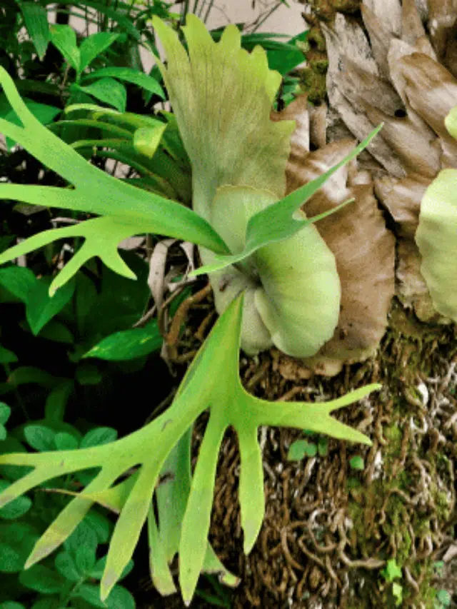 Chifre de Veado: Como Cultivar Essa Espécie Exuberante em Casa