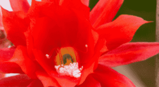 cropped-disocactus-ackermannii-1.png
