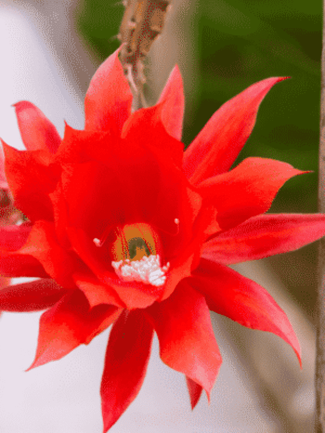 Disocactus Ackermannii ou Cacto Orquídea: Veja Como Cultivar