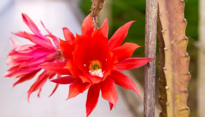 Disocactus Ackermannii