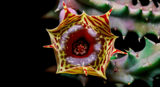 flor estrela zebrina