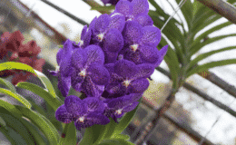 Melhores flores para o dia das mães