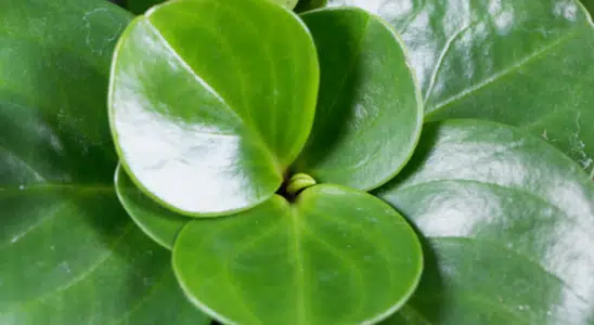 Peperomia obtusifolia
