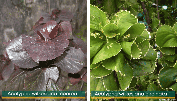 Tipos de acalifa: Acalypha wilkesiana moorea e Acalypha wilkesiana circinata