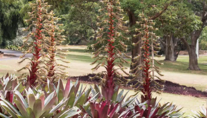 Bromélia Imperial