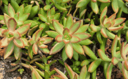 Sedum nussbaumerianum