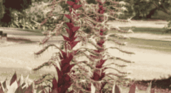 cropped-Bromelia-Imperial.png