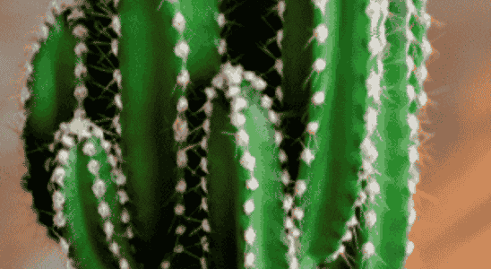 cropped-Cacto-Castelo-de-Fada-Acanthocereus-tetragonus.png