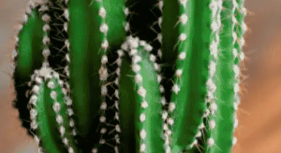 cropped-Cacto-Castelo-de-Fada-Acanthocereus-tetragonus.png