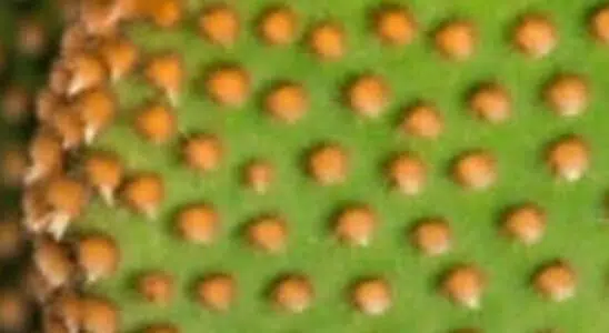 cropped-Cacto-opuntia-microdasys.jpg