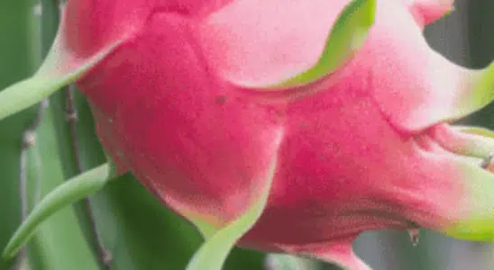cropped-Pitaia.png