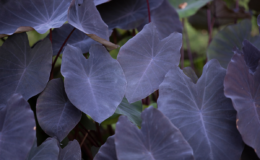 Colocasia esculenta