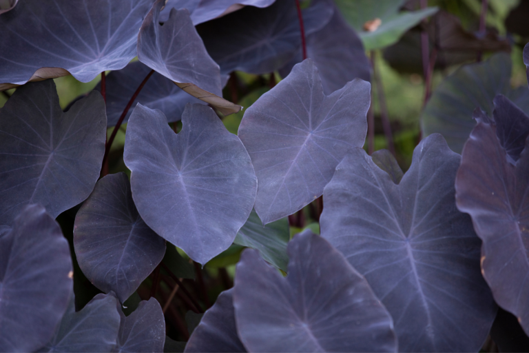 Colocasia esculenta